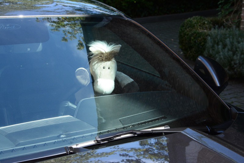 Mustang mit Pferd 1.jpg